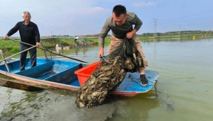 武汉江夏一地大闸蟹大量上市，日产1000斤当天售完，每只螃蟹有自己的“身份证”，吃深海小黄鱼长大
