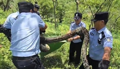 长3.7米、重42斤!云南一村民家羊圈旁惊现网纹蟒,已被民警擒获 当地曾发生巨蟒吞羊