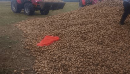 波兰68岁农民收获的150吨土豆被一夜搬空, 只因帖子遭篡改