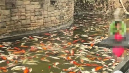 重庆观音桥步行街观赏鱼突然大量死亡，警方介入绝非小题大做
