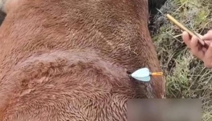 山西吕梁一养殖场马匹中箭死亡，马主人称系无人机狩猎射死，警方介入