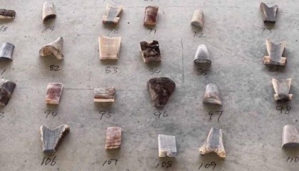 伪装成矿石,上海洋山海关查获39公斤犀牛角制品