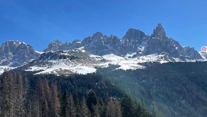 树木间能交流？科学家新发现：云杉树能预料到日食，提前数小时同步信号