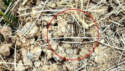 小心！毒性强！福州又发现了！千万别碰