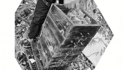 两派蜜蜂打群架，伤亡惨重 民警：别打了，赔钱赔蜂蜜