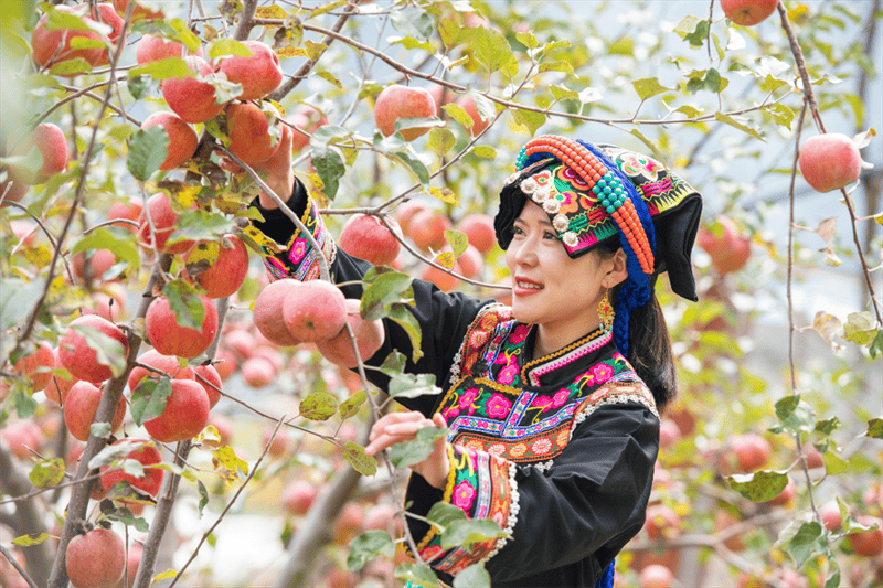 擎旗典范路·关键支撑⑩ | 阿坝州党的基层组织建设成效凸显