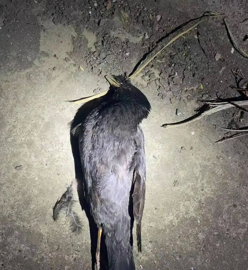 打开冰箱后民警懵了!男子"攒"了44只国家保护动物,供自己食用...