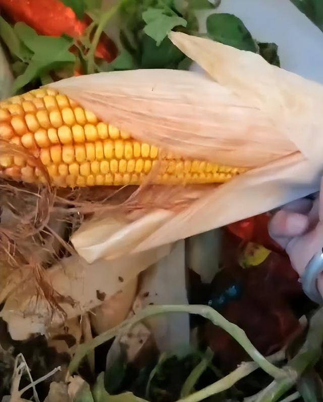 女子疑因拍亲姑姑偷玉米遭姑父棍杀,邻居欲报警也遇害