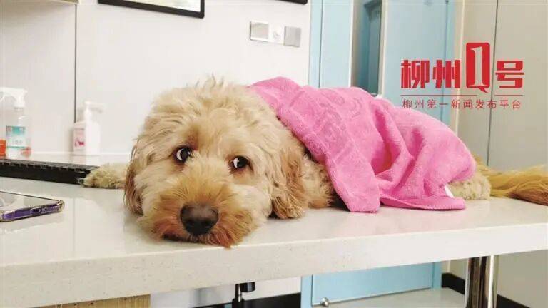 柳州一宠物犬就医后次日死亡，主人索赔约11万元！宠物医院：已经尽力了