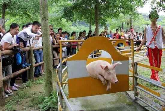 屠夫下乡买猪遇到猪跪地不起、身体颤抖!当事人:从来没见过这样的猪,“先养着,暂时不准备杀了”