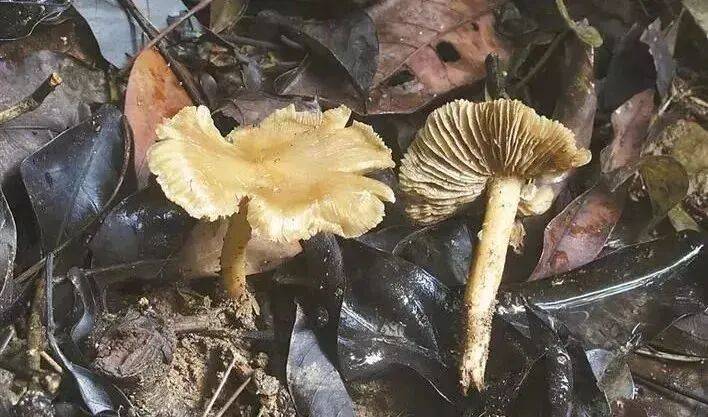 连吃两顿，深圳一女子突然变“社牛”！逢人就打招呼，手舞足蹈，医生：中毒导致幻觉