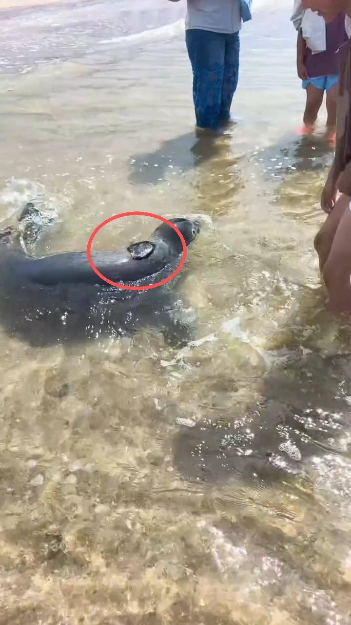 大连男子海边捡到个“黑疙瘩”，海科院确认为网红斑海豹“娜娜”的定位器，工作人员：属自然脱离，后期不会再装