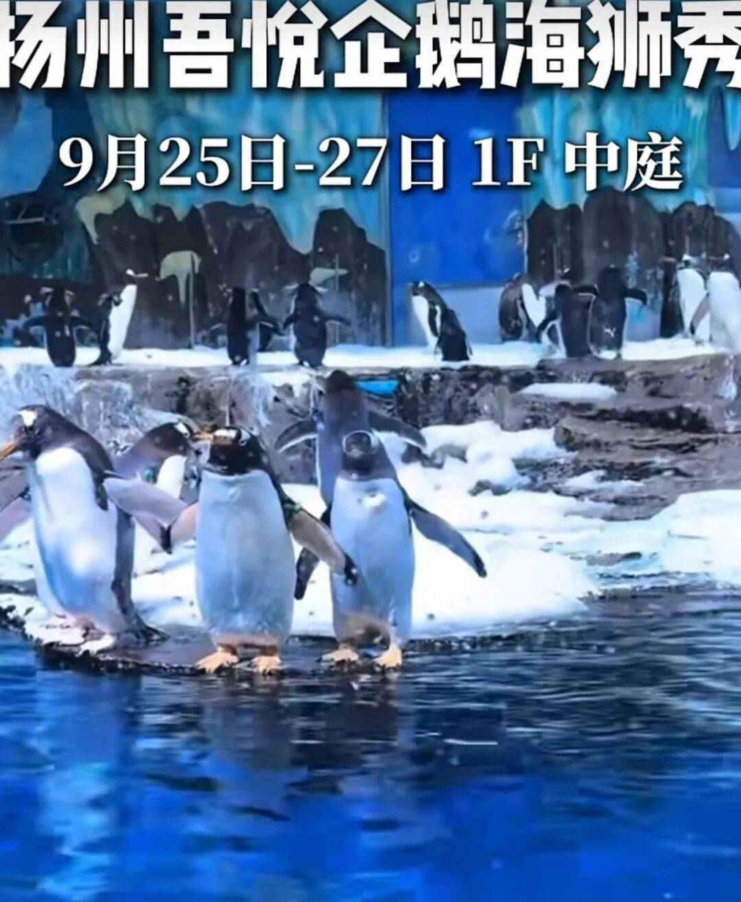 江苏扬州一商场展出活企鹅，网友质疑展示区域环境恶劣，商场：展示环境严格遵循饲养规范，合规举办活动；林业管理站：未收到相关手续