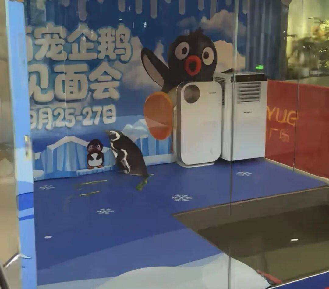 江苏扬州一商场展出活企鹅，网友质疑展示区域环境恶劣，商场：展示环境严格遵循饲养规范，合规举办活动；林业管理站：未收到相关手续